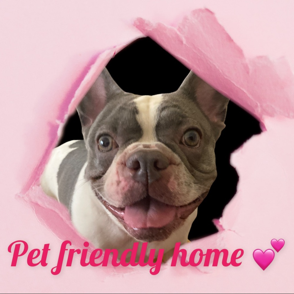 Pet friendly home 🐶